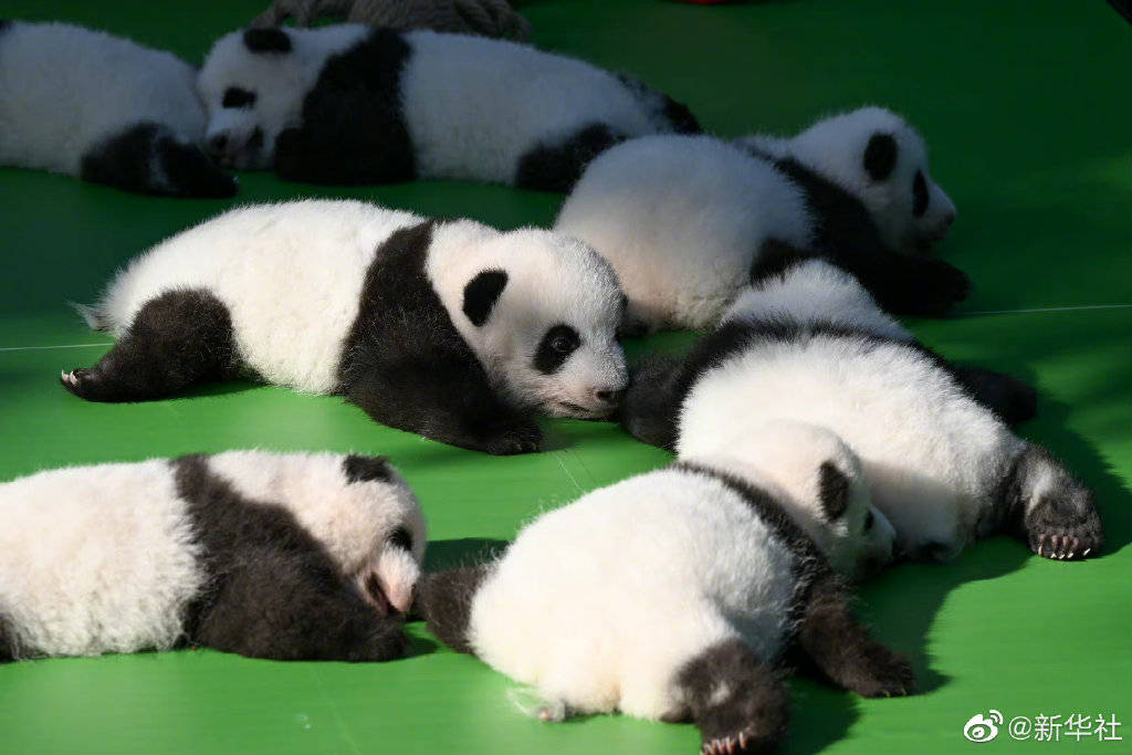 Giant Pandas